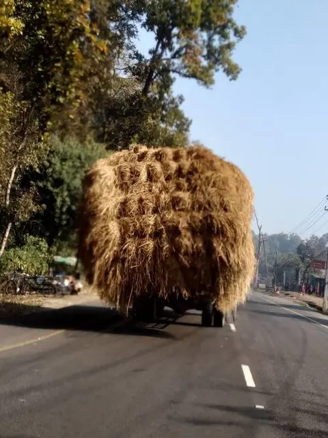 Hay wagon in the Terai, Nepal